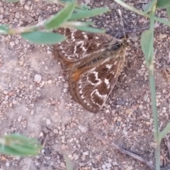 Synemon plana (Golden Sun Moth) at Bango, NSW - 23 Nov 2019 by Renzy357