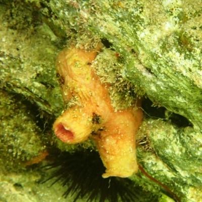 Herdmania momus (Ascidian) at The Blue Pool, Bermagui - 22 Nov 2019 by Maggie1