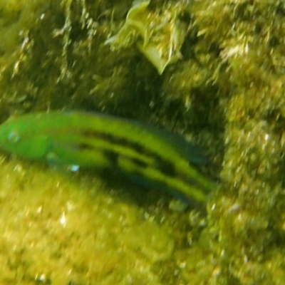 Pictilabrus laticlavius (Senator Wrasse) at The Blue Pool, Bermagui - 22 Nov 2019 by Maggie1