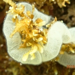 Unidentified Marine Invertebrate at The Blue Pool, Bermagui - 22 Nov 2019 by Maggie1