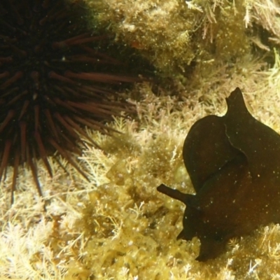 Unidentified Sea Slug, Sea Hare or Bubble Shell at The Blue Pool, Bermagui - 22 Nov 2019 by Maggie1