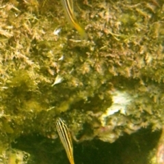 Atypichthys strigatus (Mado) at Bermagui, NSW - 22 Nov 2019 by Maggie1