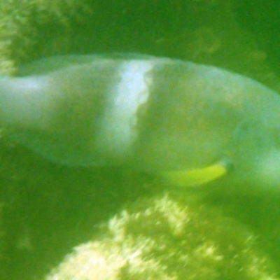 Notolabrus tetricus (Bluethroat Wrasse) at The Blue Pool, Bermagui - 22 Nov 2019 by Maggie1