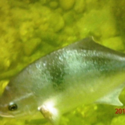 Unidentified Fish at The Blue Pool, Bermagui - 22 Nov 2019 by Maggie1