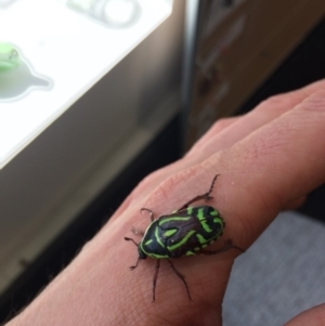 Eupoecila australasiae at Canberra, ACT - 25 Nov 2019