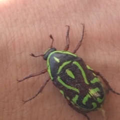 Eupoecila australasiae at Canberra, ACT - 25 Nov 2019