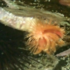 Serpula sp. (Orange Tube Worms) at Bermagui, NSW - 22 Nov 2019 by Maggie1