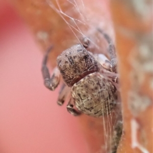 Cymbacha ocellata at Dunlop, ACT - 24 Nov 2019 05:48 PM