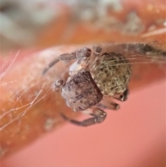 Cymbacha ocellata at Dunlop, ACT - 24 Nov 2019 05:48 PM