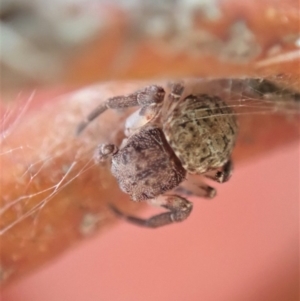 Cymbacha ocellata at Dunlop, ACT - 24 Nov 2019 05:48 PM