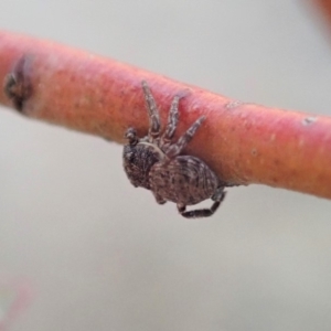 Cymbacha ocellata at Dunlop, ACT - 24 Nov 2019 05:48 PM