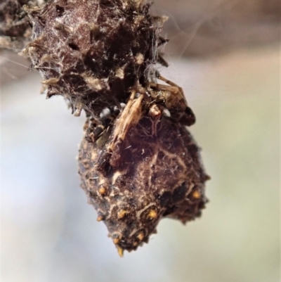 Celaenia calotoides (Bird-dropping spider) at Cook, ACT - 22 Nov 2019 by CathB