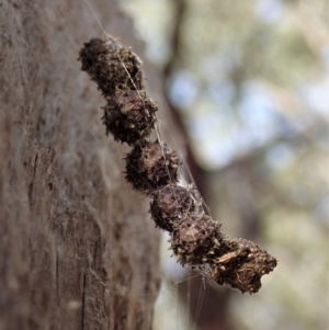 Celaenia calotoides at Cook, ACT - 23 Nov 2019 07:40 AM