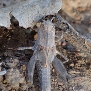 Oedaleus australis at Dunlop, ACT - 24 Nov 2019 05:58 PM