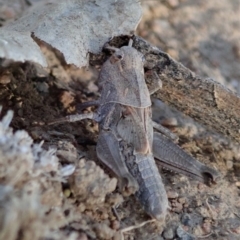 Oedaleus australis at Dunlop, ACT - 24 Nov 2019 05:58 PM