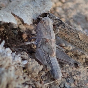 Oedaleus australis at Dunlop, ACT - 24 Nov 2019 05:58 PM