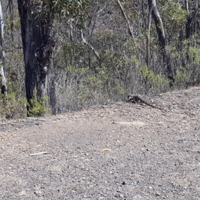 Varanus rosenbergi (Heath or Rosenberg's Monitor) at Rendezvous Creek, ACT - 24 Nov 2019 by nath_kay