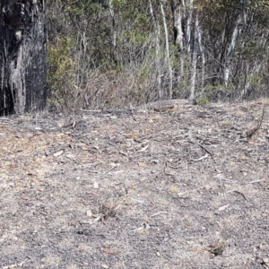 Varanus rosenbergi at Rendezvous Creek, ACT - 24 Nov 2019