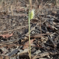 Cynosurus echinatus (Rough Dog's Tail Grass) at Mount Painter - 22 Nov 2019 by CathB