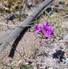 Swainsona sp. at Mount Clear, ACT - 24 Nov 2019 by nathkay