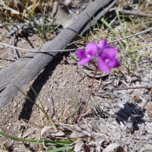 Swainsona sp. at Mount Clear, ACT - 24 Nov 2019 10:25 AM