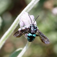 Thyreus nitidulus (Neon cuckoo bee) at Dignams Creek, NSW - 12 Nov 2019 by Maggie1