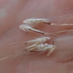 Rytidosperma caespitosum (Ringed Wallaby Grass) at Mount Painter - 22 Nov 2019 by CathB