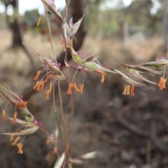 Rytidosperma pallidum (Red-anther Wallaby Grass) at Dunlop, ACT - 22 Nov 2019 by CathB