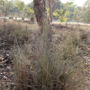 Rytidosperma pallidum at Dunlop, ACT - 23 Nov 2019