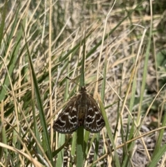 Synemon plana (Golden Sun Moth) at Curtin, ACT - 23 Nov 2019 by mallen