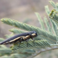 Agrilus hypoleucus at Denman Prospect, ACT - 25 Nov 2019