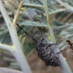 Ancita australis (Longicorn or longhorn beetle) at West Stromlo - 25 Nov 2019 by Christine