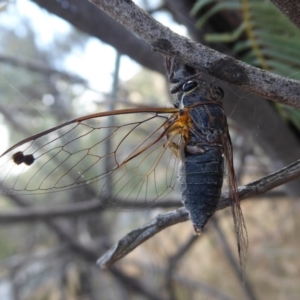 Galanga labeculata at Denman Prospect, ACT - 25 Nov 2019 01:14 PM