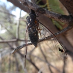 Galanga labeculata at Denman Prospect, ACT - 25 Nov 2019 01:14 PM