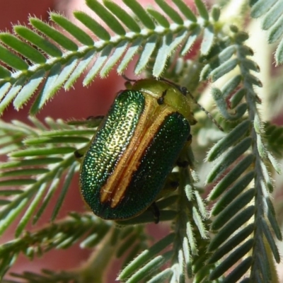 Calomela bartoni (Acacia Leaf Beetle) at Denman Prospect, ACT - 25 Nov 2019 by Christine