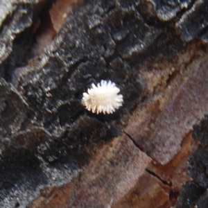 Coccinellidae (family) at Stromlo, ACT - 25 Nov 2019 09:47 AM