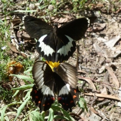 Papilio aegeus (Orchard Swallowtail, Large Citrus Butterfly) at Aranda, ACT - 21 Feb 2011 by AndyRussell