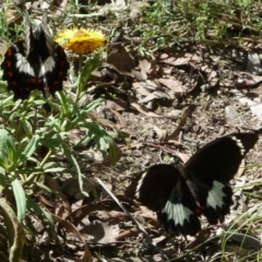 Papilio aegeus at Aranda, ACT - 21 Feb 2011