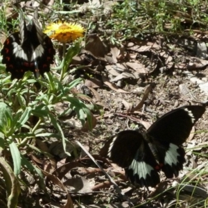 Papilio aegeus at Aranda, ACT - 21 Feb 2011