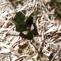 Papilio aegeus at Aranda, ACT - 21 Feb 2011