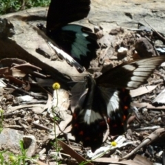 Papilio aegeus at Aranda, ACT - 21 Feb 2011