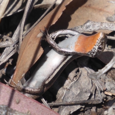 Morethia boulengeri (Boulenger's Skink) at Stromlo, ACT - 24 Nov 2019 by Christine