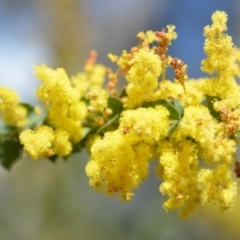 Acacia pravissima (Wedge-leaved Wattle, Ovens Wattle) at Wamboin, NSW - 29 Sep 2019 by natureguy