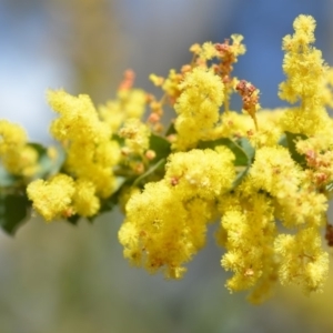 Acacia pravissima at Wamboin, NSW - 29 Sep 2019 01:37 PM