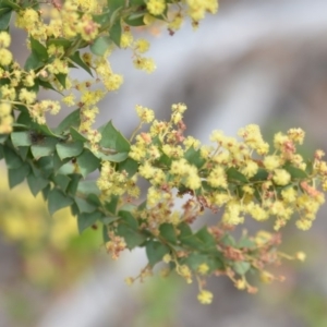 Acacia pravissima at Wamboin, NSW - 29 Sep 2019 01:37 PM