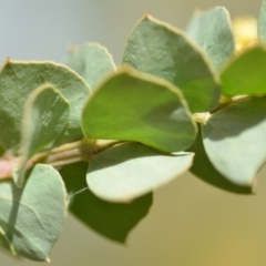 Acacia pravissima at Wamboin, NSW - 29 Sep 2019 01:37 PM