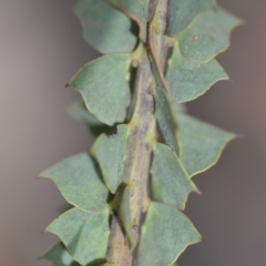 Acacia pravissima at Wamboin, NSW - 29 Sep 2019 01:37 PM