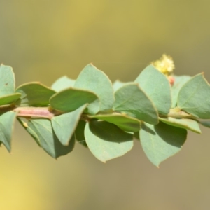 Acacia pravissima at Wamboin, NSW - 29 Sep 2019 01:37 PM