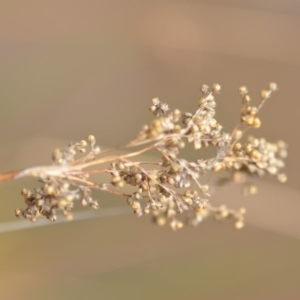 Juncus sp. at Wamboin, NSW - 29 Sep 2019