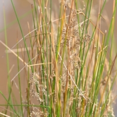 Juncus sp. at Wamboin, NSW - 29 Sep 2019